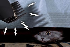 Cat hiding under bed from vibrating clippers