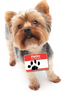 A Yorkie with a "Hello, my name is..." nametag with a pawprint