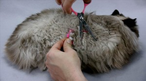 Grooming a Himalayan cat's back