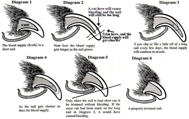 An infographic explaining the properway to clip a cat's nail.